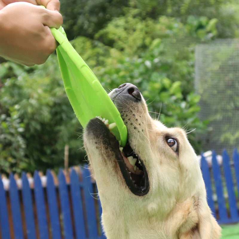 Dog Frisbee, Fun Colors!